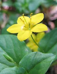 Pfennigkraut Lysimachia Nummularia Pfennigkraut Heilpflanzen Krauter Pflanzen