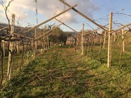Image result for pruning grapes on a pergola