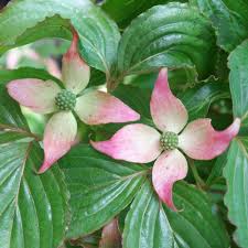 Check spelling or type a new query. Cornus Kousa Beni Fuji Buy Pink Flowering Dogwood Trees Shrubs