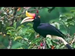 Maybe you would like to learn more about one of these? Burung Enggang Youtube