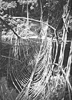 Image result for Eremospatha haullevilleana