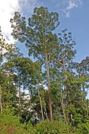 Image result for Agathis