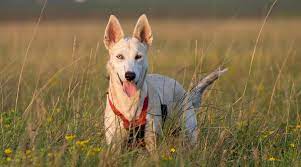 If you're interested in adopting a dog or puppy please visit your local born on december 30th to a purebred german shepherd mommy & what looks like a black lab daddy, richie has the happy, good nature of a lab. German Shepherd Husky Mix Gerberian Shepsky Breed Info
