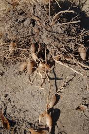 Maybe you would like to learn more about one of these? Photo Of The Roots Of Asparagus Fern Asparagus Densiflorus Sprengeri Posted By Purpleinopp Garden Org
