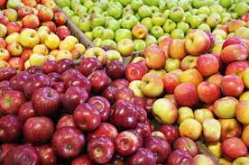 Buy pohon pepaya contoh gambar mewarnai print posters on. Bibit Apel Atau Bibit Buah Apel Budidaya Yang Banyak Manfaat