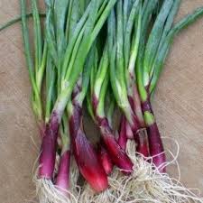 Allium Fistulosum Red Welsh Cive Rouge Oignon Welsh Graines Plantes Comestibles Oignon Et Plante Potagere