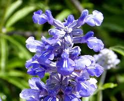 Image result for Salvia farinacea