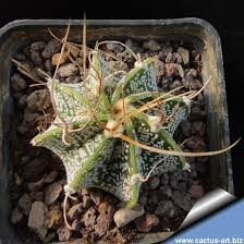 Image result for Biophytum crassipes