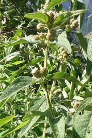 Image result for Lippia abyssinica