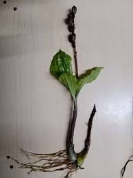 Image result for Malaxis weberbaueriana