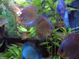 Something S Fishy Discus Fish Fish Pet Pets For Sale