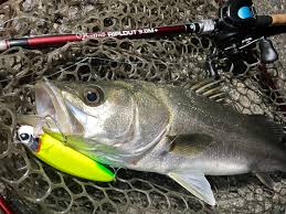 きゅうりのフィッシングブログ