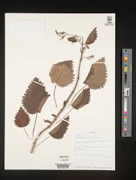 Image result for Tetradenia tanganyikae