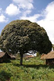 Image result for Rapanea