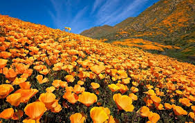 Each room has ironing facilities, a desk and a private bathroom with free toiletries. California Wildflowers Where To See The Southern California Superbloom