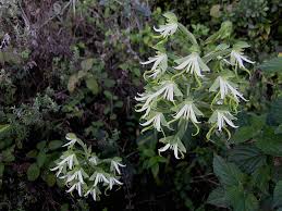 Image result for Bonatea antennifera