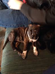 Black And White Boston Terrier Pitbull Mix Boston Terrier Pitbull Mix Pretty Animals Cute Animals Pitbull Mix