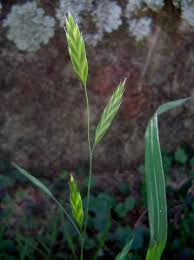 Image result for Bromus catharticus