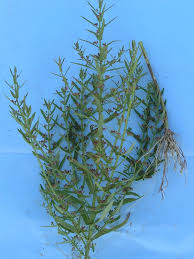 Image result for Ammannia baccifera