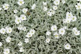 セラスチューム 地植え 白 花 シルバーリーフ 銀葉 植物栽培 シルバーリーフ 庭のアイデア