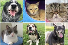 Naturally fresh is the official cat litter of. These Senior Pets In Maine Are Looking For Their Forever Homes