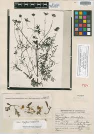Image result for Bidens oligoflora