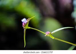 Image result for Cyanotis lanata