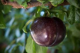 Fruit is small to medium, sometimes with a light blush skin. Cherry Plum Aka Chum Nadia Tree Mobile Toronto