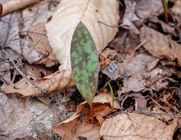 We did not find results for: Trout Lily Dog Tooth Violet Erythronium Americanum