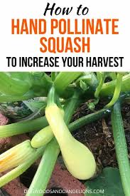 Gently touch or roll the pollen from the male flower onto the stigma in the center of the female flower. How To Hand Pollinate Squash Zucchini Dogwoods Dandelions