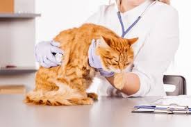 Your vet can help you figure out the underlying reason for your cat's questionable choice in sleeping arrangements. Why Is My Cat Sleeping In The Litter Box Litter Robot Blog