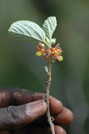 Image result for Grewia villosa