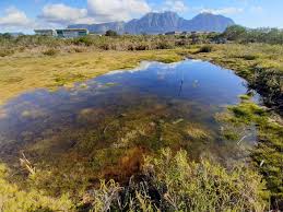 Image result for Typha capensis