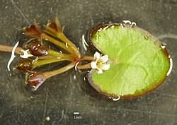 Image result for Nymphoides brevipedicellata