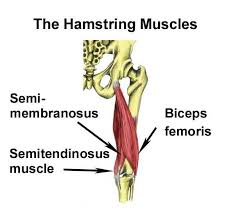 Hamstring Strain Hamstring Muscles Tight Hamstrings Hamstrings