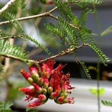 Image result for Schotia afra