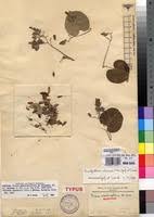 Image result for Paralepistemon shirensis