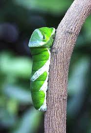 Black And White Striped Caterpillar With Yellow Sides O Interesting Animals Insects Beautiful Bugs