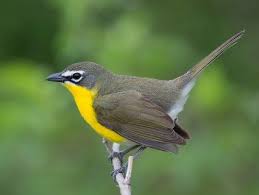 Yellow Birds Of The Southwest Ruhikanta Meetei Cincinnati Ohio May 2019 Http Www Flickr Com Photos 71461330 N08 8713899969 Bird Life List Birds Bird Species