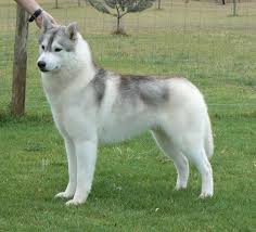 Articpride Siberians Siberian Husky Muswellbrook N S W Husky Siberian Husky Siberian