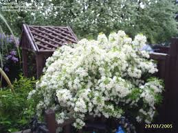 Mock orange, also commonly called choisya or mexican orange (choisya ternata), is an evergreen shrub prized for its fast growth and the clusters of fragrant white flowers it produces in late winter or early spring. Plantfiles Pictures Choisya Mexican Mock Orange Mexican Orange Blossom Aztec Pearl Choisya X Dewitteana By Dafdriver