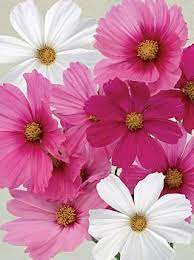 All Pink Flowers Are Beautiful And With Meanings Of Their Own So Which Do You Prefer Beautiful Flowers Small Pi Flower Seeds Cosmos Flowers Pretty Flowers