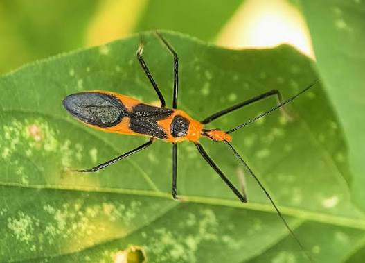 milkweed assassin bug on green leaf