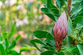 43 Types Of Protea Flowers Meaning And Pictures Florgeous