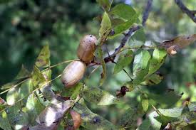 Image result for Carya illinoinensis