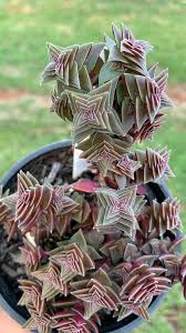 Image result for Crassula capitella