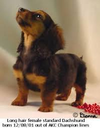 Long Haired Dachshund 3 Only Small Dog I Would Ever Get Besides Possibly A Pug Long Haired Dachshund Dachshund Puppy Long Haired Dachshund Funny Video