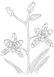 There's something for everyone from beginners to the advanced. Orchid Coloring Pages Dibujo Para Imprimir Orchid Coloring Pages Dibujo Para Imprimir Dibujo Para Imprimir