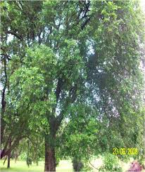 Image result for Putranjivaceae