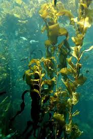 The Benefits Of Liquid Seaweed Fertilizer Sea Plants Ocean Plants Underwater Plants